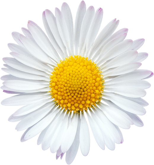 Common daisy blossom cut out